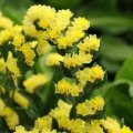 Karışık Limonyum (Statice Sinuata) Çiçeği Tohumu 30 Adet