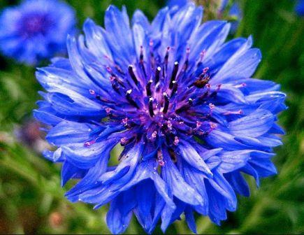 Mavi Katmerli Kantaron Çiçeği Tohumu (20 tohum)