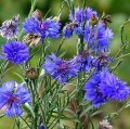 Mavi Katmerli Kantaron Çiçeği Tohumu (20 tohum)