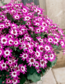 Karışık Renkli Sinerelya Çiçeği (20 Tohum)