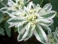 Üçüz Çiçeği (Euphorbia Marginata) Tohumu (5 Tohum)