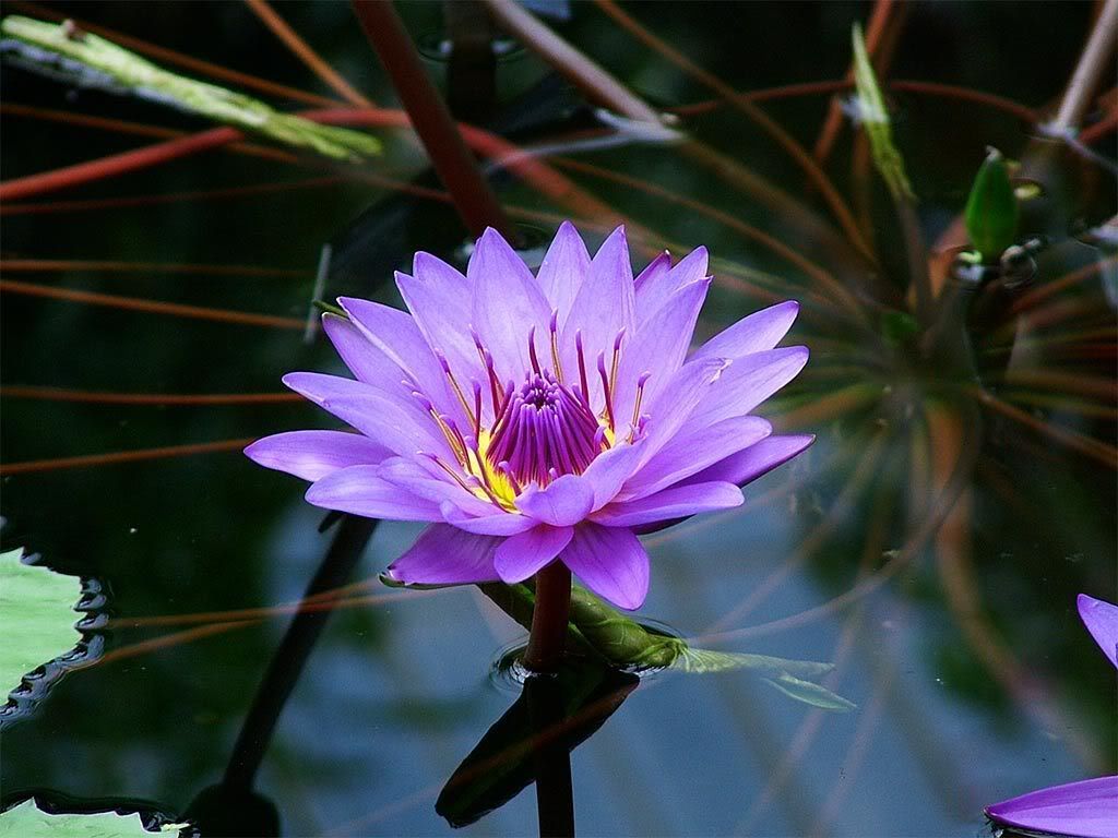 3 Adet Mor Renk Lotus çiçeği (Nilüfer) Tohumu