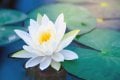 3 Adet Beyaz Renk Lotus çiçeği (Nilüfer) Tohumu