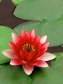 3 Adet Kırmızı Renk Lotus çiçeği (Nilüfer) Tohumu