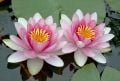 3 Adet Pembe Renk Lotus çiçeği (Nilüfer) Tohumu