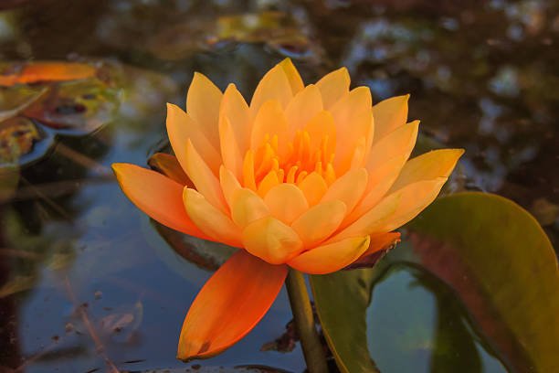 3 Adet Turuncu Renk Lotus çiçeği (Nilüfer) Tohumu