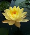 3 Adet Sarı Renk Lotus çiçeği (Nilüfer) Tohumu