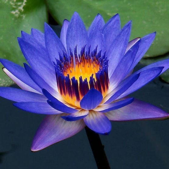 3 Adet Mavi Renk Lotus çiçeği (Nilüfer) Tohumu