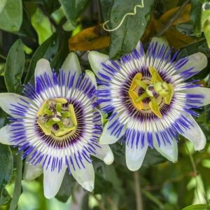 Karışık Renkli Passiflora Çiçeği Tohumu (5 Tohum)