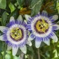 Sarı Passiflora Meyvesi (Çarkıfelek) Tohumu (5 Tohum)