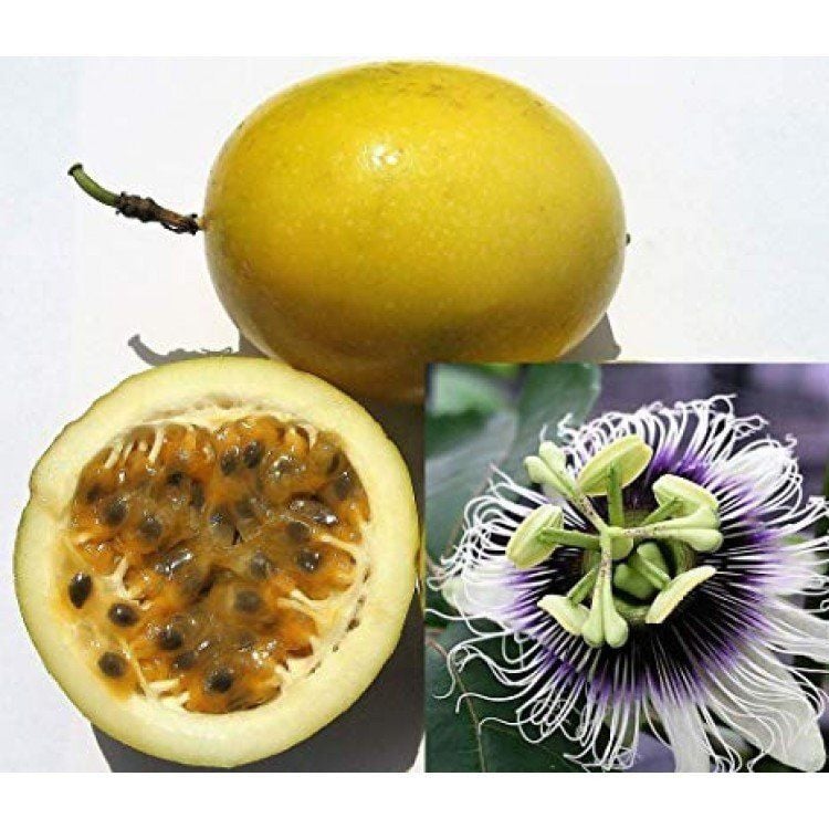 Sarı Passiflora Meyvesi (Çarkıfelek) Tohumu (5 Tohum)
