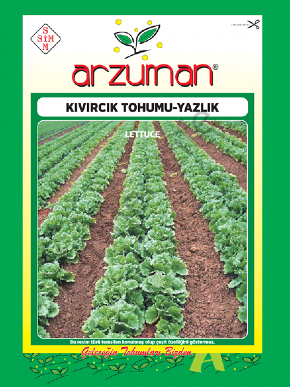 Marul Tohumu Yazlık Kıvırcık 10gr