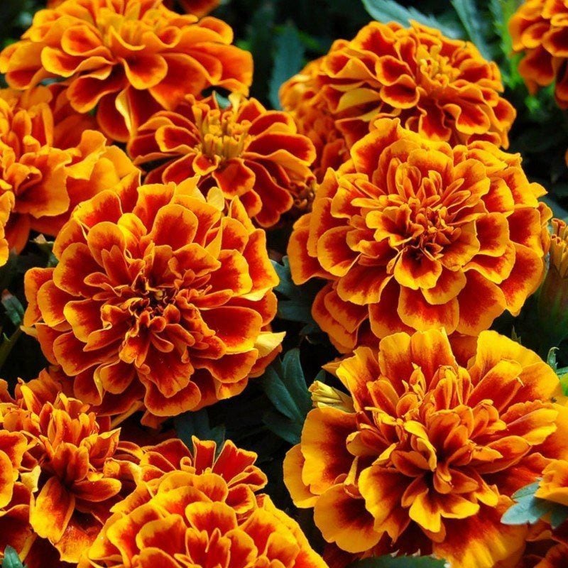 Fransız Kadife Çiçeği Fidesi (Tagetes Erecta) 6 Adet