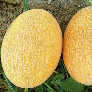Ananas Kavun Tohumu (50 Tohum)