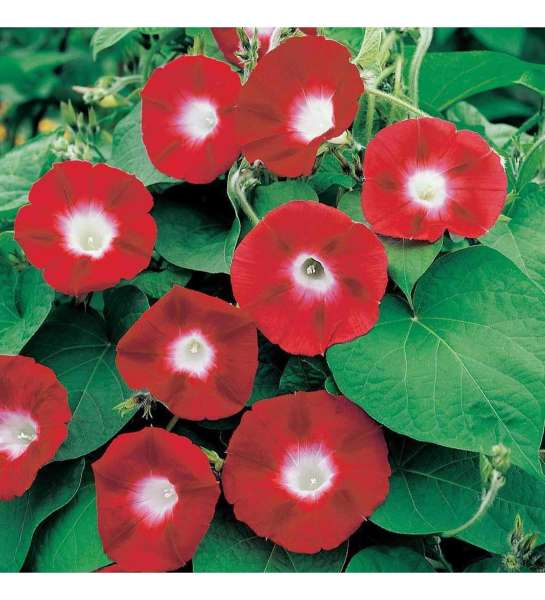Kırmızı Sarmaşık Çiçeği (Gündüz Sefası) (10 Tohum)