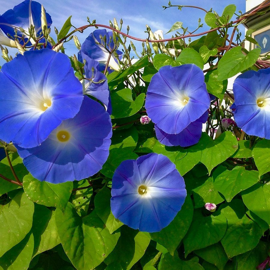 Mavi Sarmaşık Çiçeği (Gündüz Sefası) (10 Tohum)
