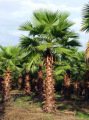 Bodur Palmiye Ağacı Tohumu