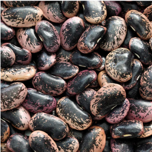 Scarlet Runner Beans (Çalı Fasulyesi) Tohumu