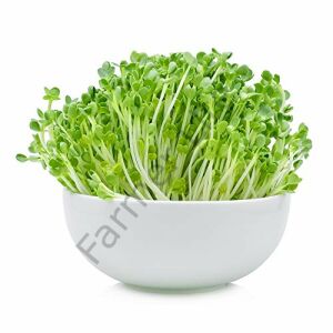 Organik Microgreen Yeşillik Turp Tohumu 100 gr