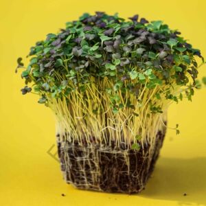 Organik Microgreen Yeşillik Turp Tohumu 100 gr