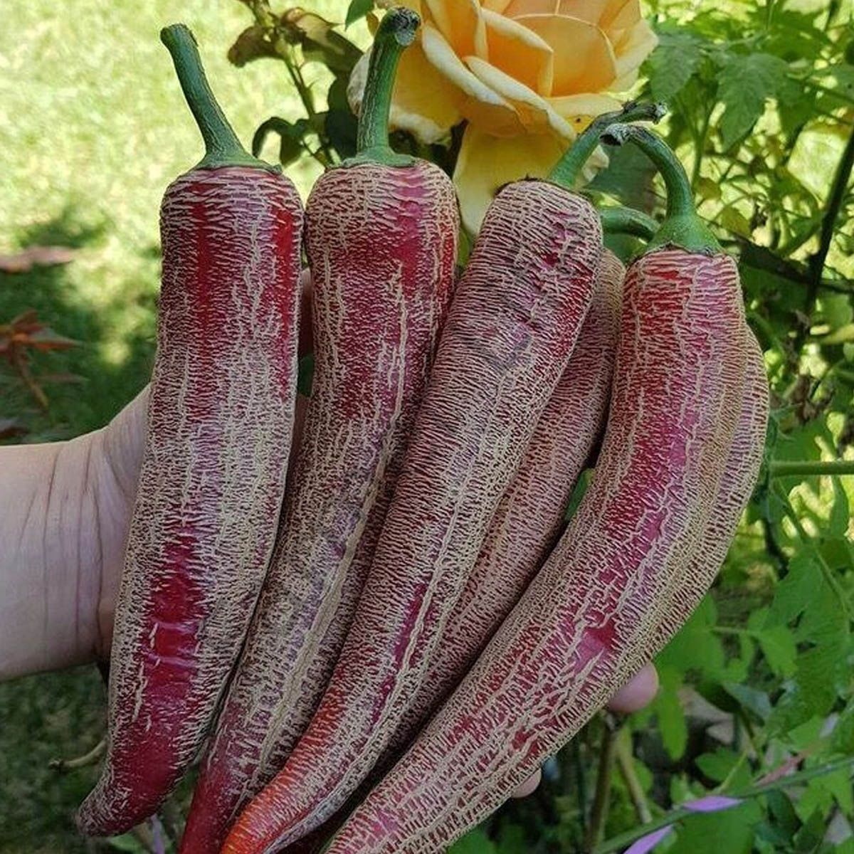 Acı Makedonya Biberi Tohumu (10 Tohum)