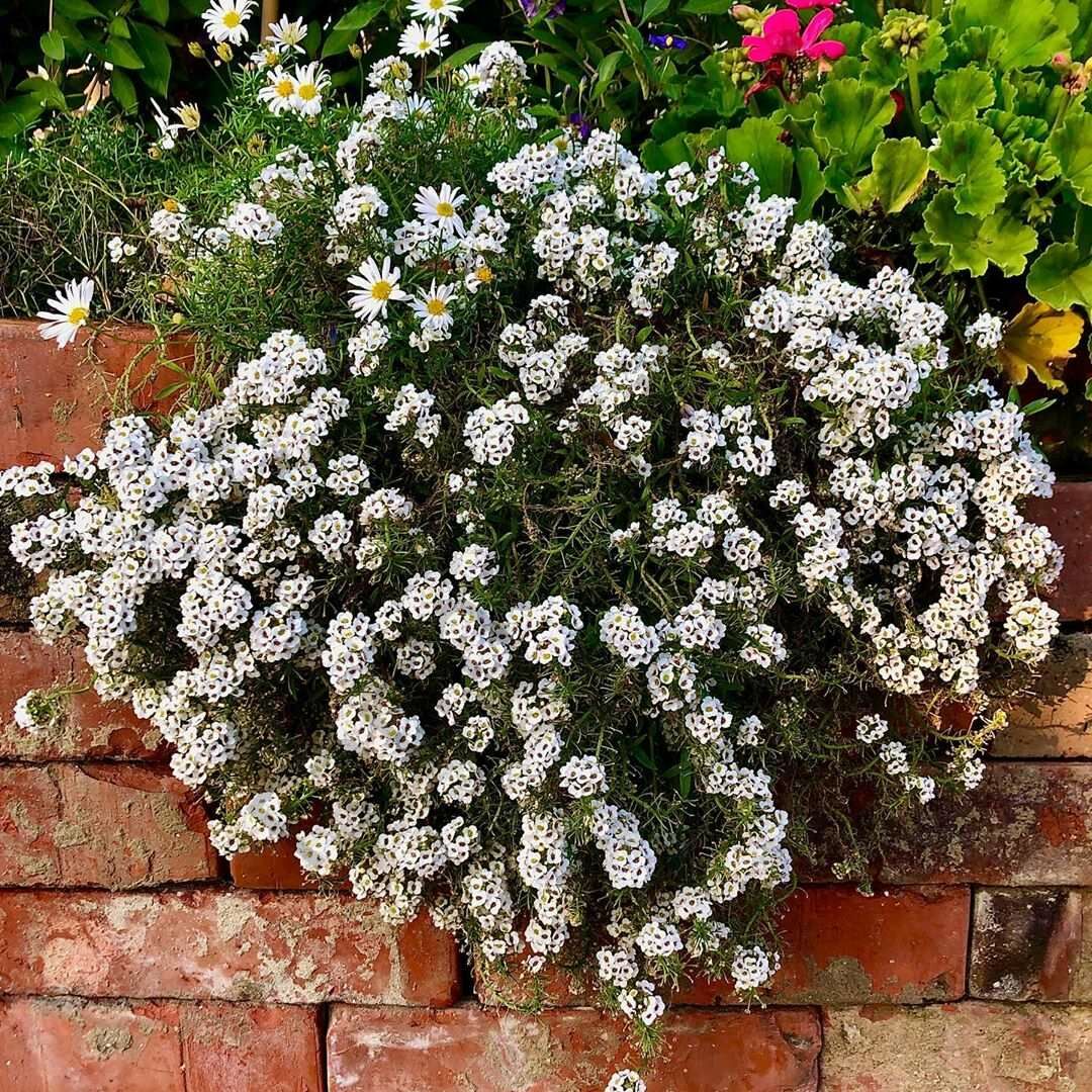 Kraliyet Halısı Çiçeği (Lobularia Maritima) Tohumu