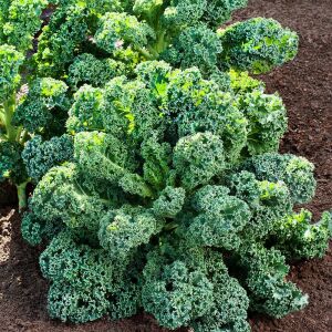 Kıvırcık Lahana (Curly Siberian Kale) Fidesi 6 Adet