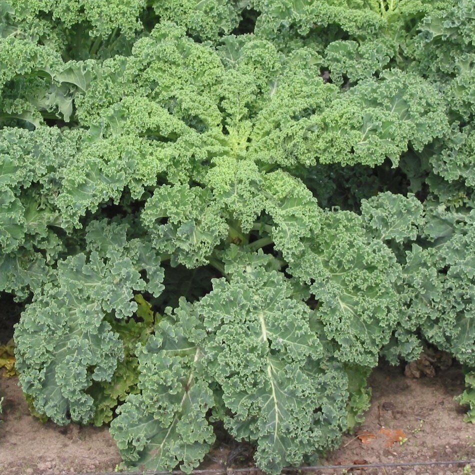 Kıvırcık Lahana (Curly Siberian Kale) Fidesi 6 Adet