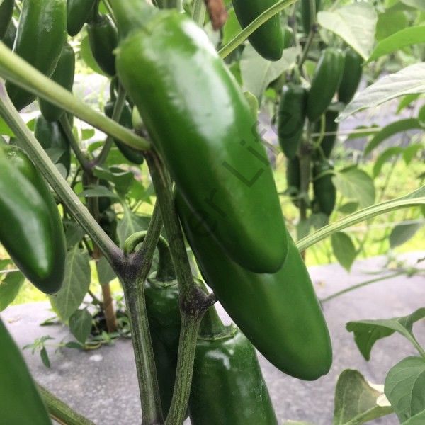 Jalapeno Biber Fidesi 6 Adet