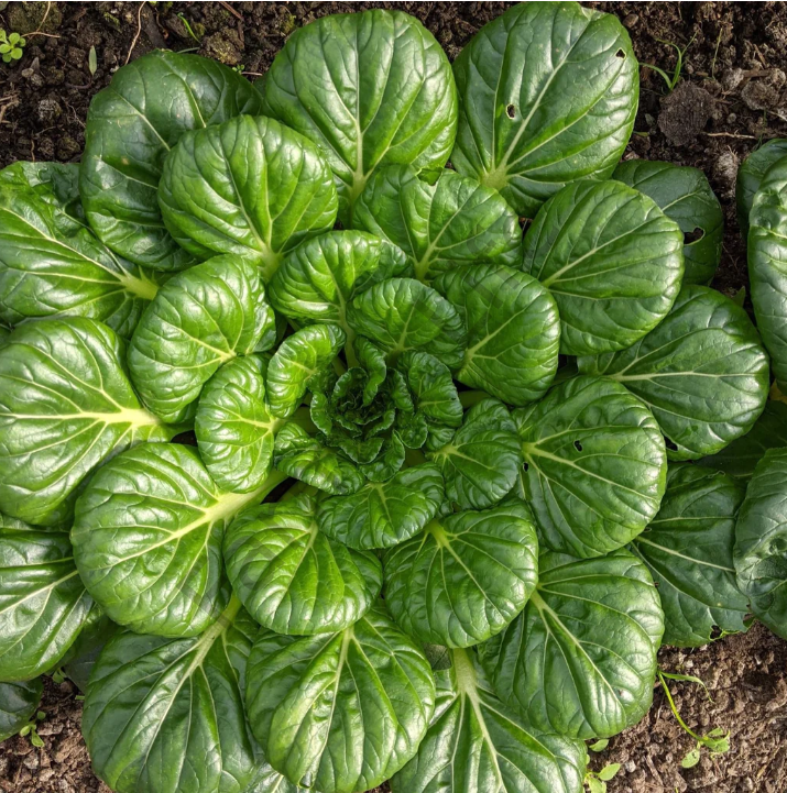 Tatsoi Fidesi (Yaprak Hardalı)