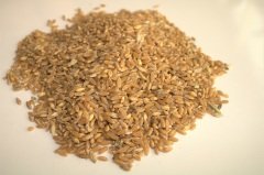 Buğday 500 GR Doğal Buğday  İlaçsız Buğday Tohumu Buğday Çimi Tohumu