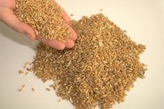 Buğday 2 KG Doğal İlaçsız Buğday Tavuk Yemi Güvercin Bıldırcın Kanatlı Yemi  Buğday Tohumu