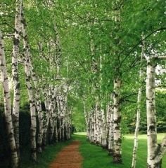 Huş Ağacı Tohumu 5 GR (500 Adet Tohum) Huş Ağacı Süs Bitkisi Tohumları