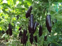 Patlıcan Fidesi 10 Adet Aydın Siyah Patlıcan Fidesi Sebze Fidesi