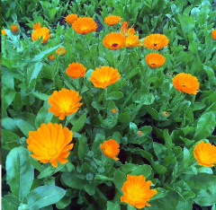 Portakal Nergisi Çiçeği Tohumu 1 Paket (30 Adet Tohum) Çiçek Tohumları