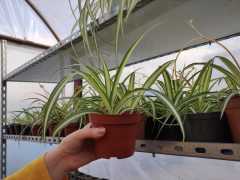 Kurdele Çiçeği 1 Adet (Chlorophytum comosum) Süs Bitkisi