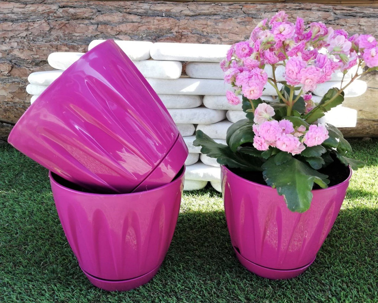 Renkli Saksı 1,5 LT 1 Adet Vişne Renk Papatya Model Plastik Tabaklı Çiçek Saksısı