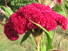 Horozibiği Çiçeği Tohumu 1 Paket (100 Adet Tohum) Çiçek Tohumları