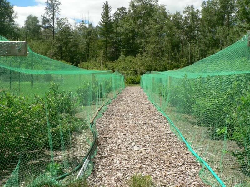 Arı Tülü 1,5x5 Metre  Arı Filesi Bağ Filesi Üzüm Koruma Filesi