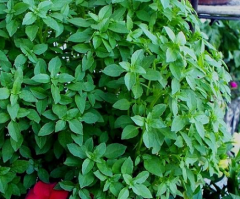 Küçük Yapraklı Yeşil Fesleğen Tohumu 1 Paket (100 Adet Tohum) Tıbbi Aromatik Bitki Tohumu