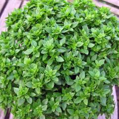 Küçük Yapraklı Yeşil Fesleğen Tohumu 1 Paket (100 Adet Tohum) Tıbbi Aromatik Bitki Tohumu