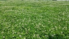 Ak Üçgül Tohumu 500 GR Trifolium Repens Süs Yoncası Bodur Yonca Tohumu