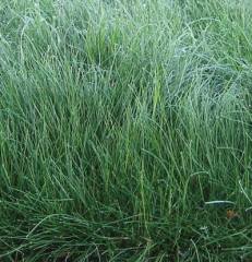 Kırmızı Yumak Tohumu 10 KG Festuca Rubra Çim Tohumu