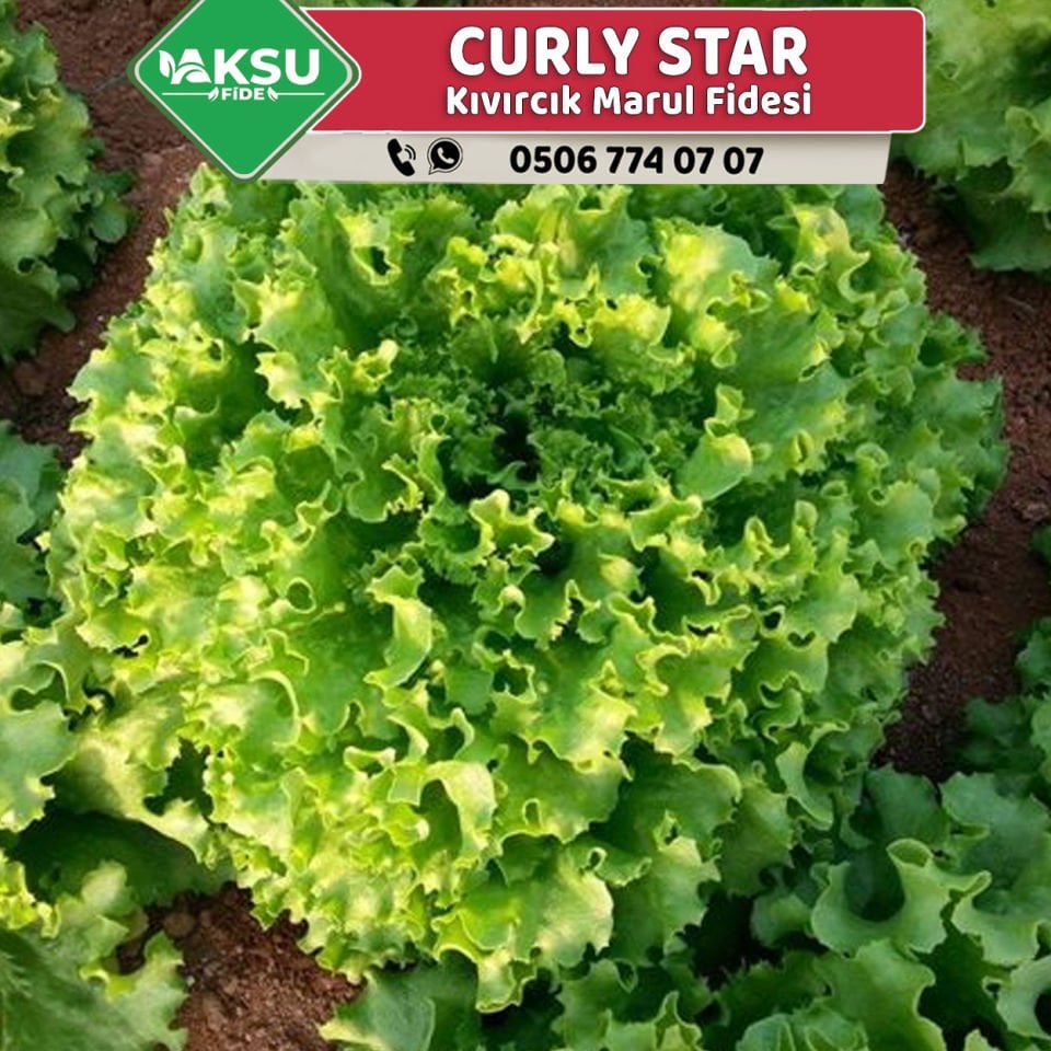 Curly Star Kıvırcık Fidesi