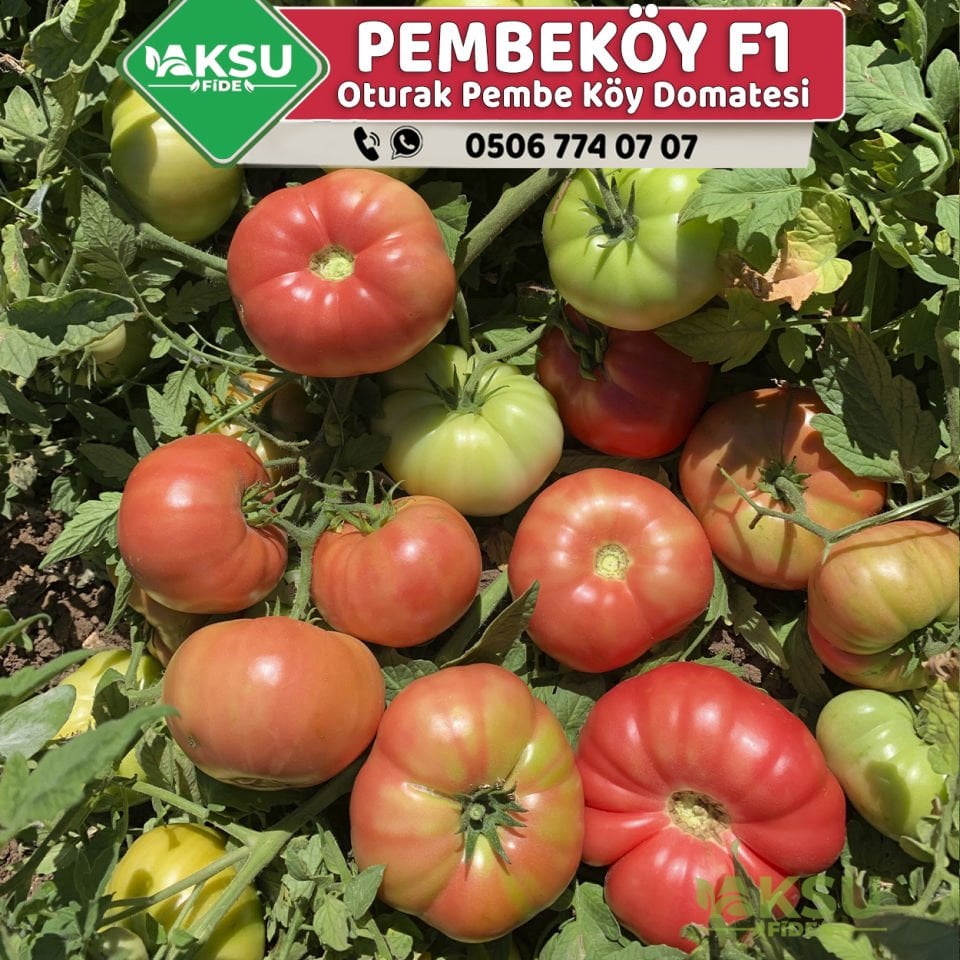 Pembeköy F1 - Pembe Köy Domatesi Fidesi