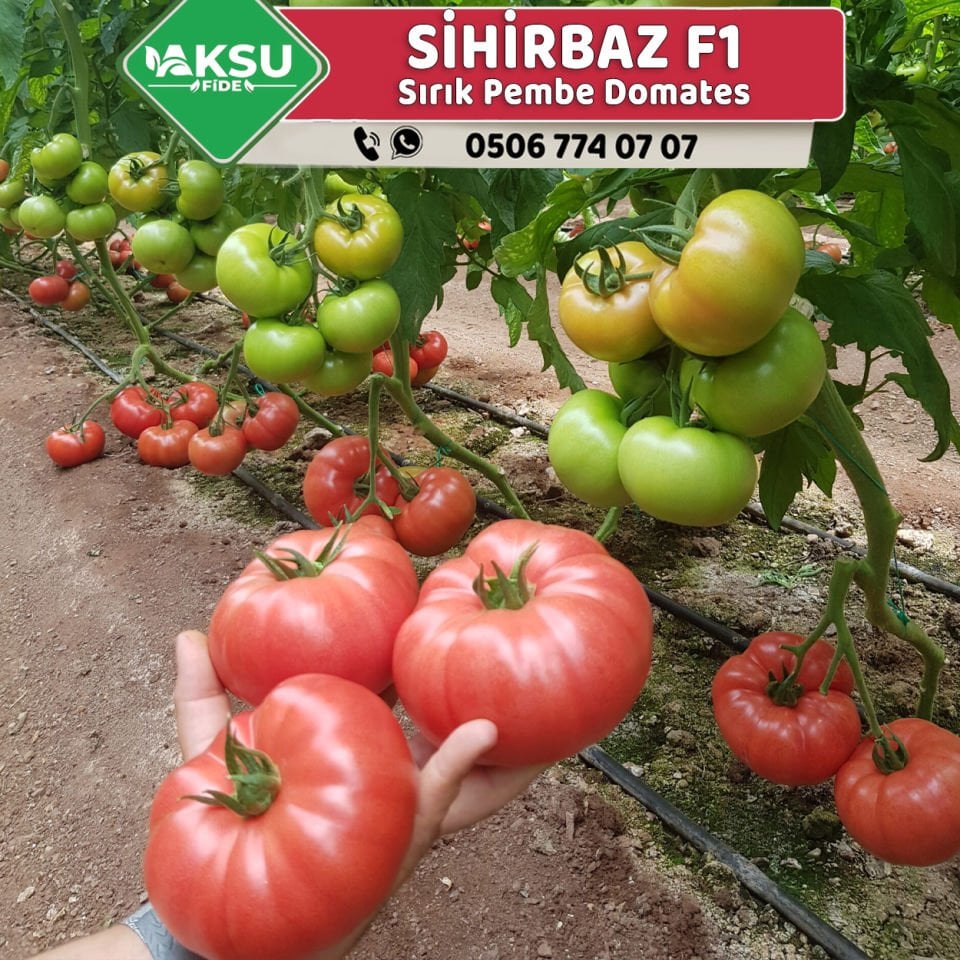 Sihirbaz F1 Sırık Pembe Domates Fidesi