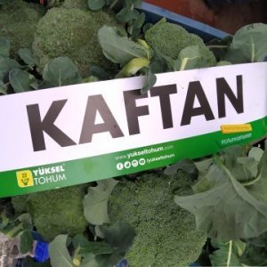 Kaftan F1 Brokoli Fidesi