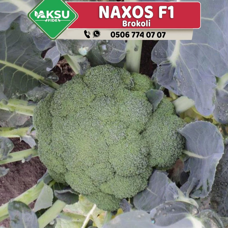 Naxos  F1 Brokoli Fidesi