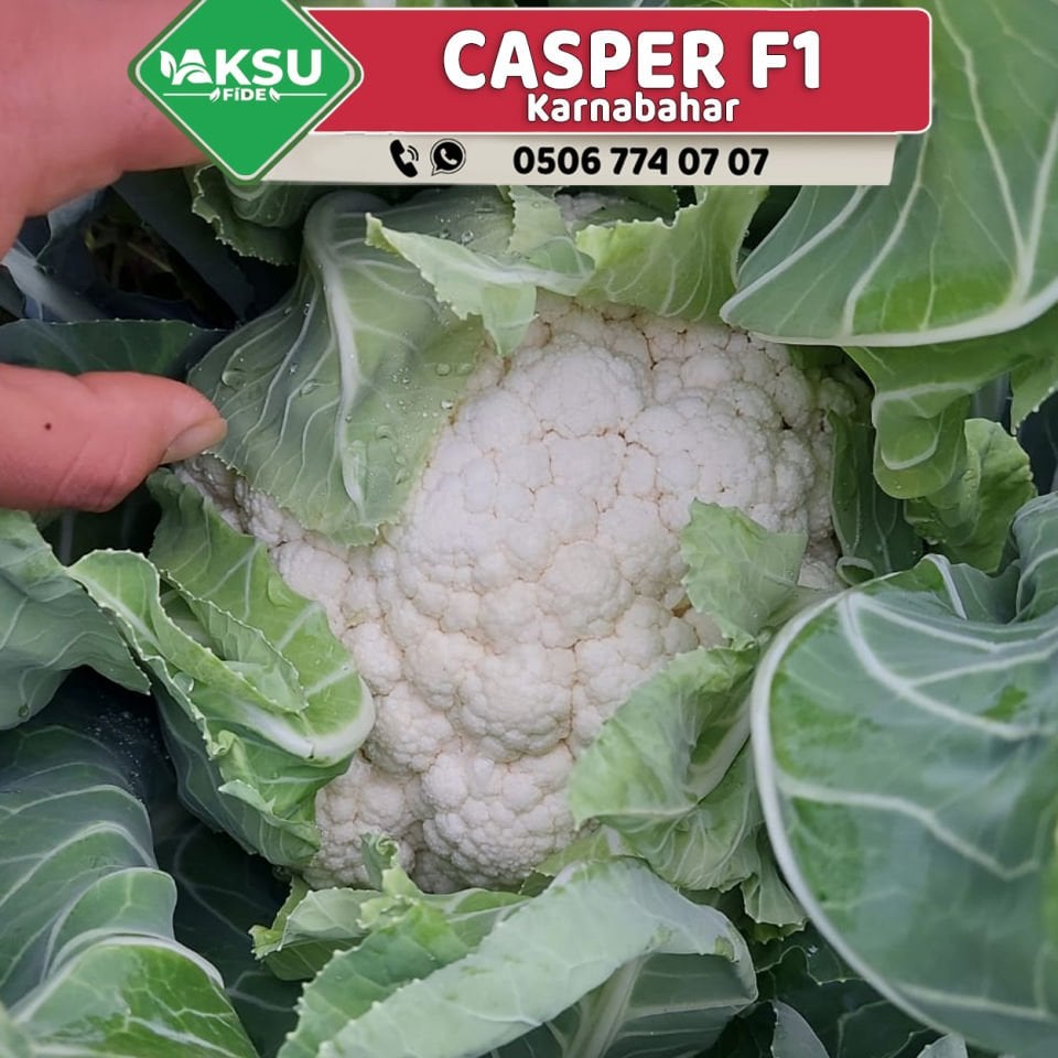 Casper Rz F1 Karnabahar Fidesi