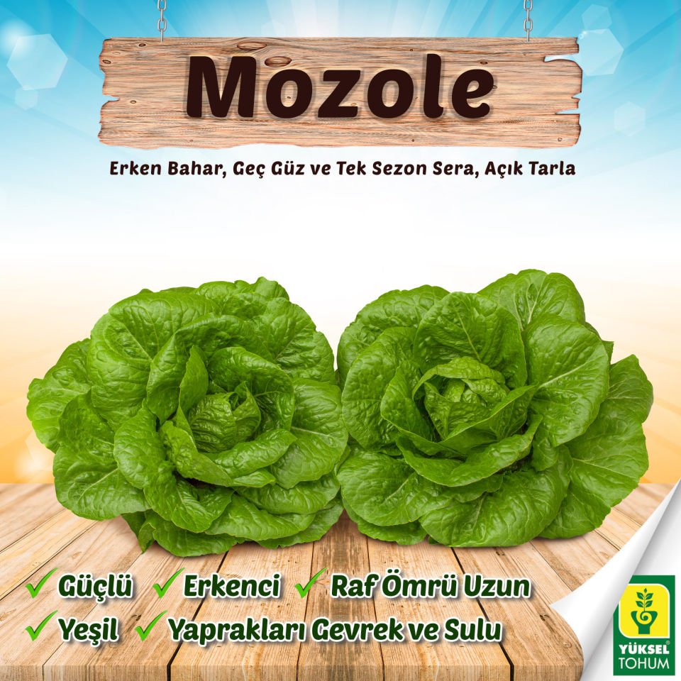 Mozole Yedikule Marul Fidesi